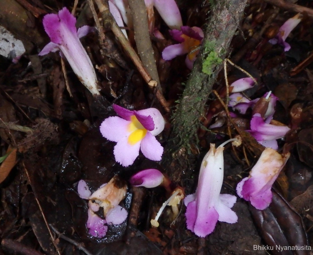 Christisonia tricolor Gardner